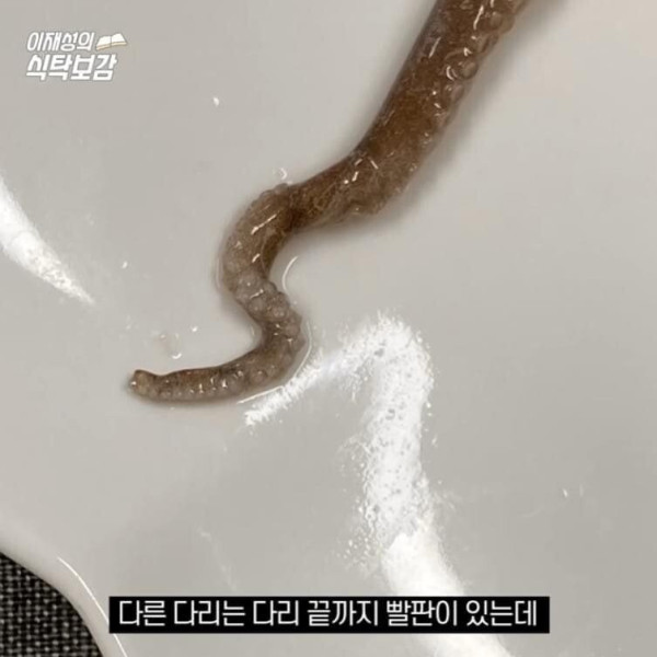 충격적인 낙지의  비밀