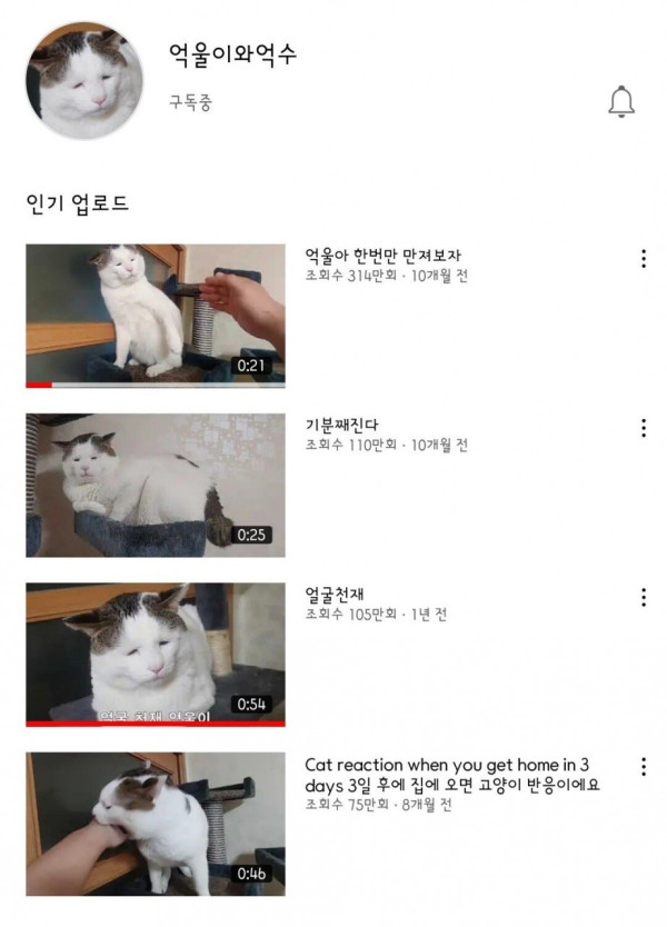 너무 억울하게 생긴 고양이 억울이 근황