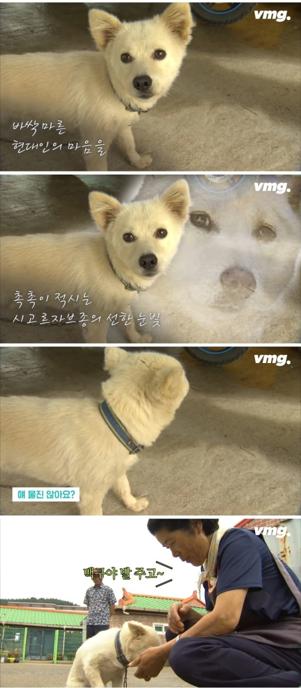 실종된 치매 할머니 구한 반려견