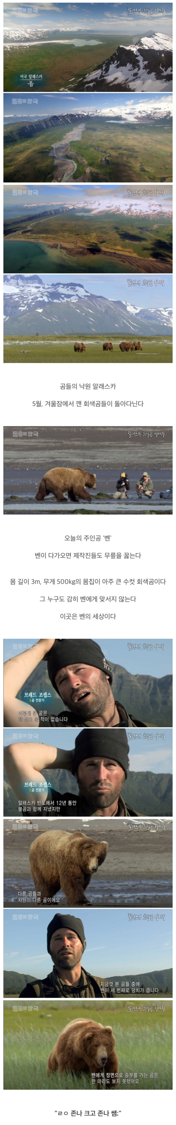알래스카 회색곰 이야기