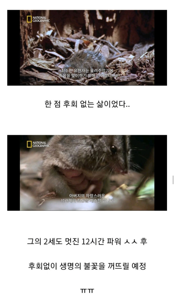 목숨을 건 ㅅㅅ