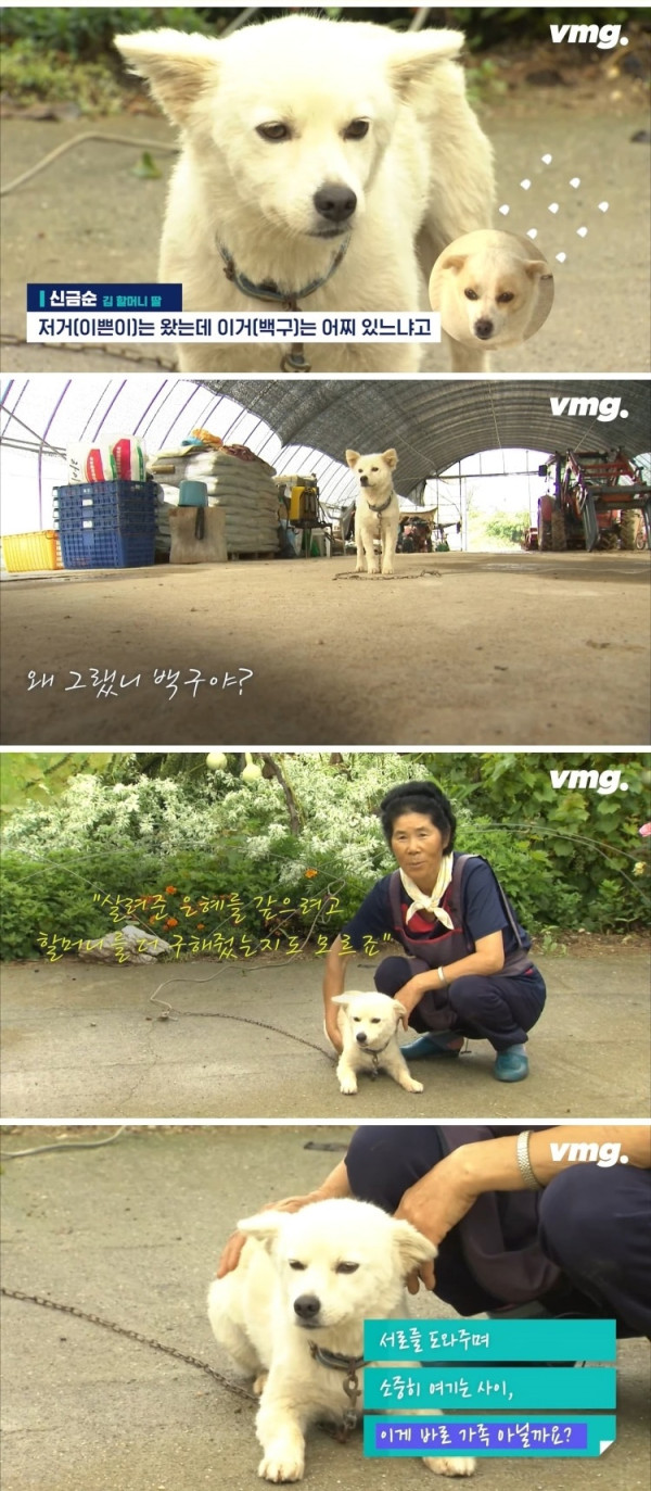 실종된 치매 할머니 구한 반려견