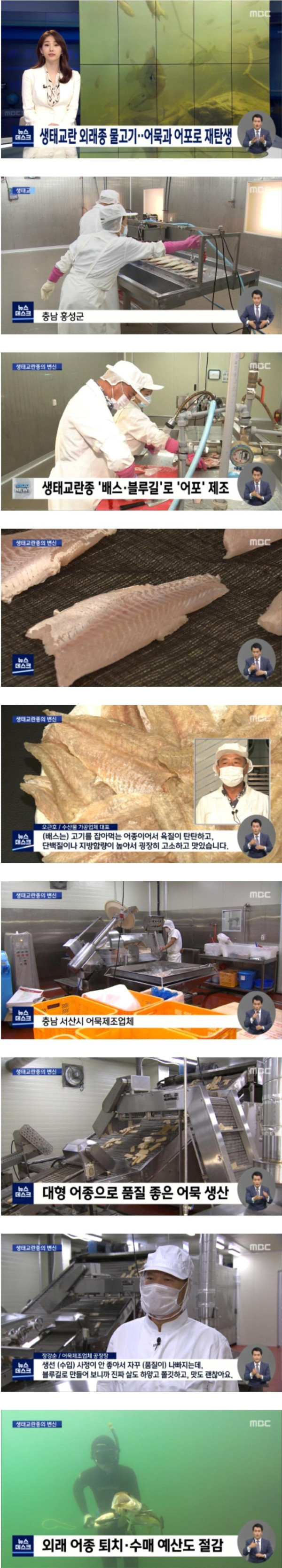 생태교란 외래종 물고기 근황