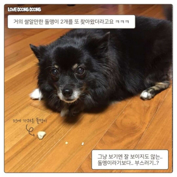협상하자는 댕댕이