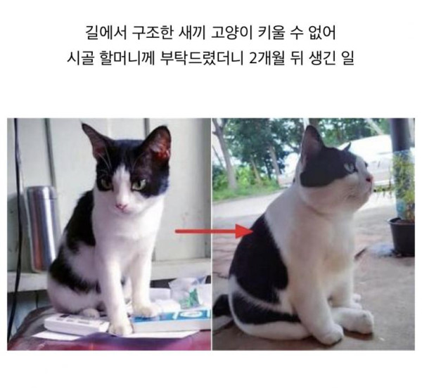 길에서 구조된 새끼 냥이 할머니집에서 두달 후