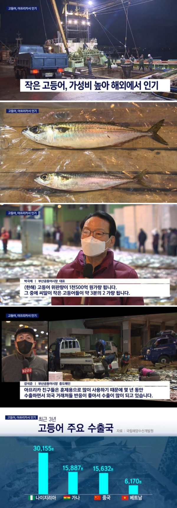 아프리카에서 고등어 근황
