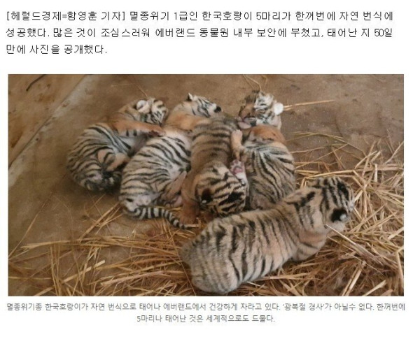 에버랜드 호랑이 근황