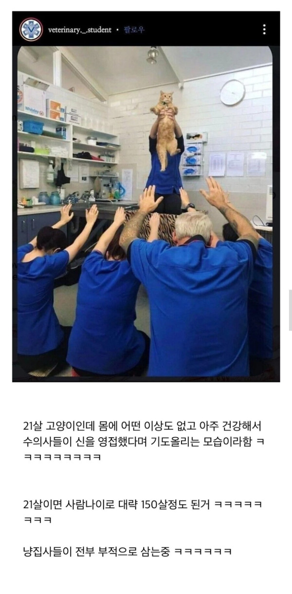 고양이에게 절 올리는 수의사들