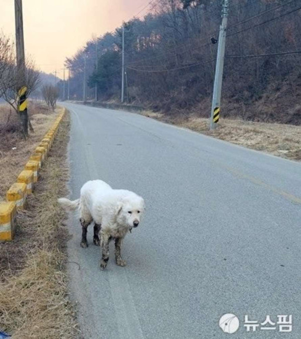 산불 피하는 울진 강아지들