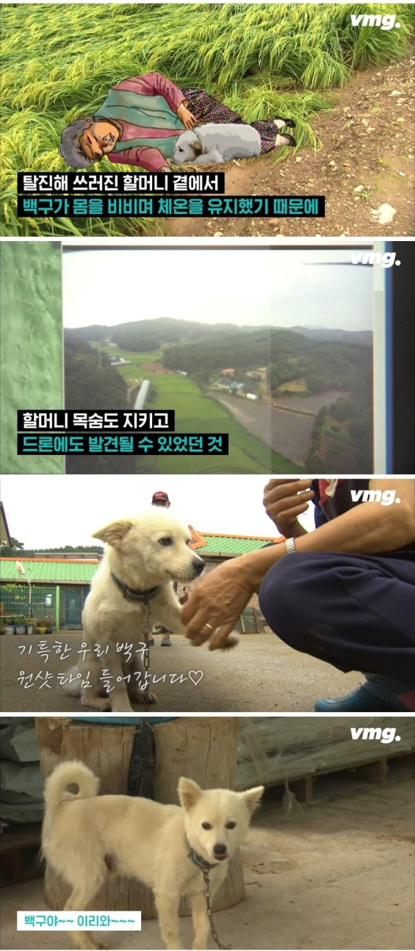실종된 치매 할머니 구한 반려견