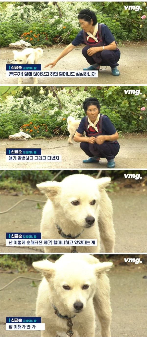 실종된 치매 할머니 구한 반려견