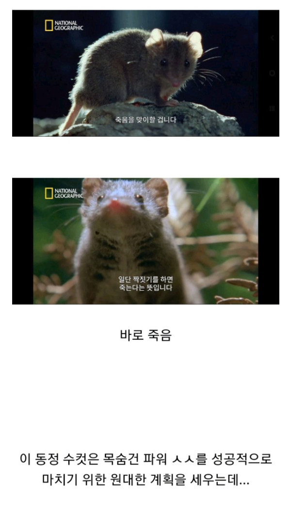 목숨을 건 ㅅㅅ