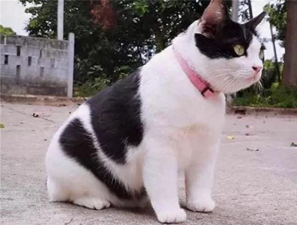 길에서 구조된 새끼 냥이 할머니집에서 두달 후