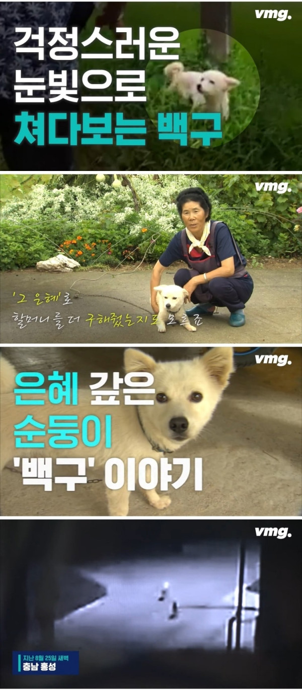 실종된 치매 할머니 구한 반려견