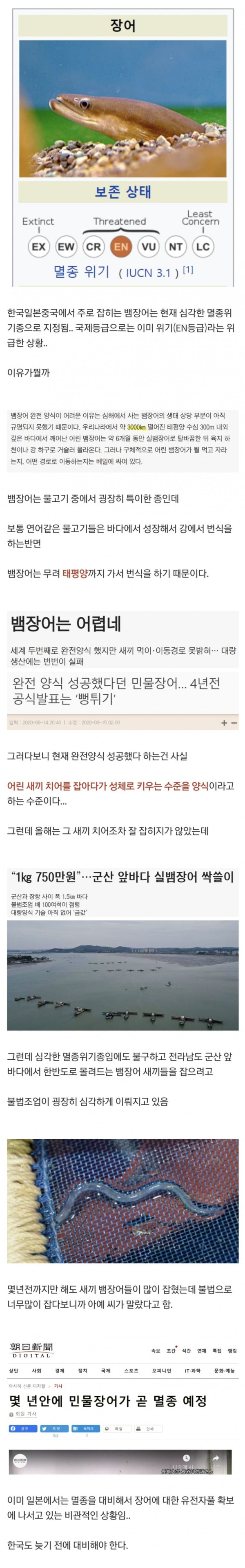장어가 멸종위기인 이유