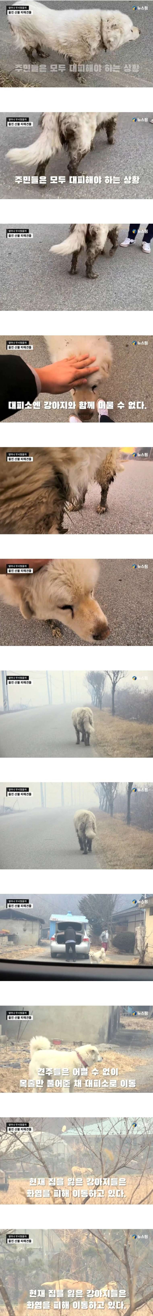 산불 피하는 울진 강아지들