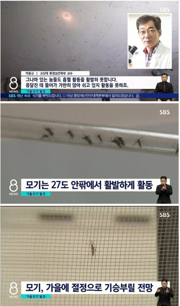 폭염으로 사라진 모기들...