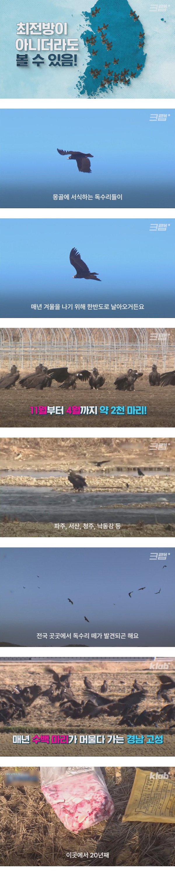 몽골에서 3000km 날아온 아기 독수리들