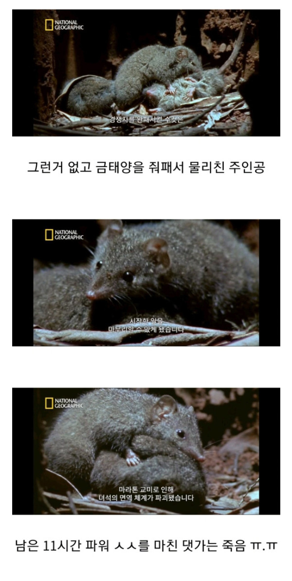 목숨을 건 ㅅㅅ