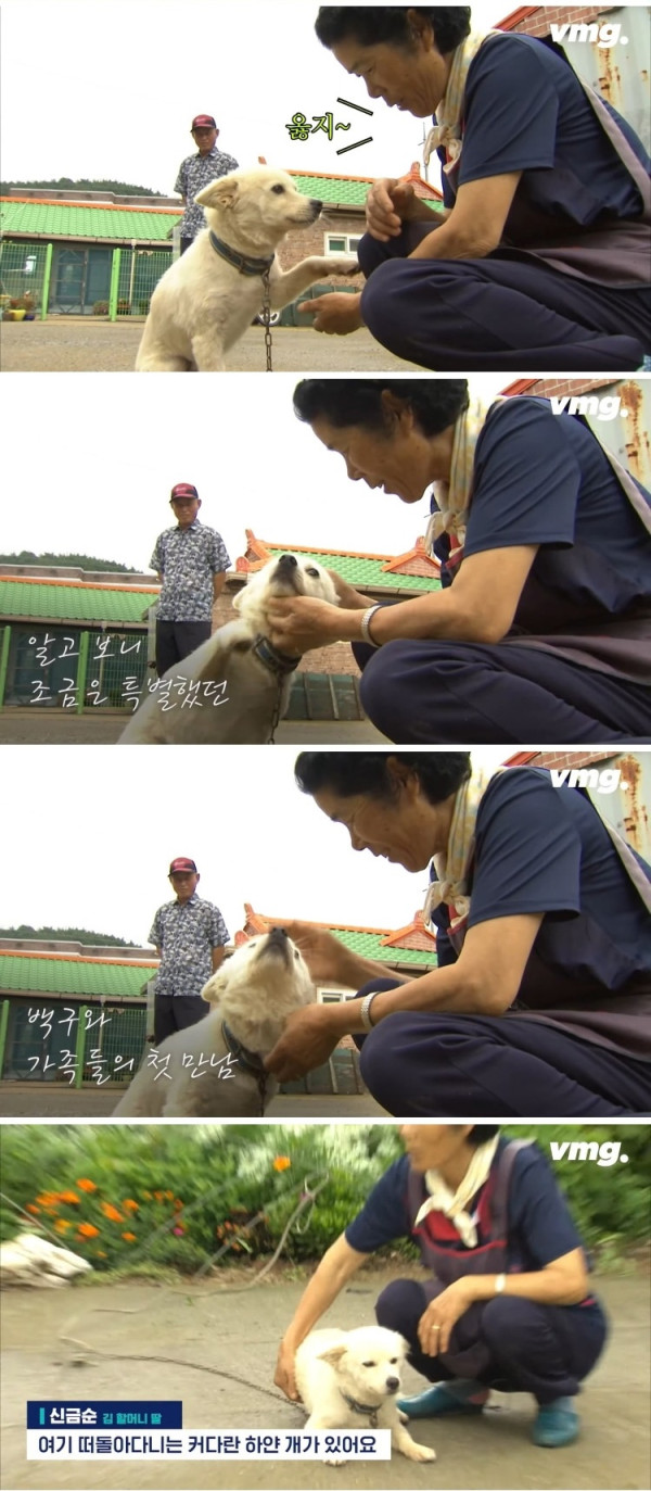 실종된 치매 할머니 구한 반려견