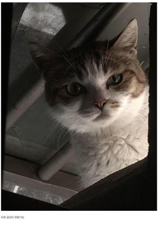 반지하에 사니까 좋은점