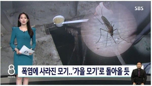 폭염으로 사라진 모기들...