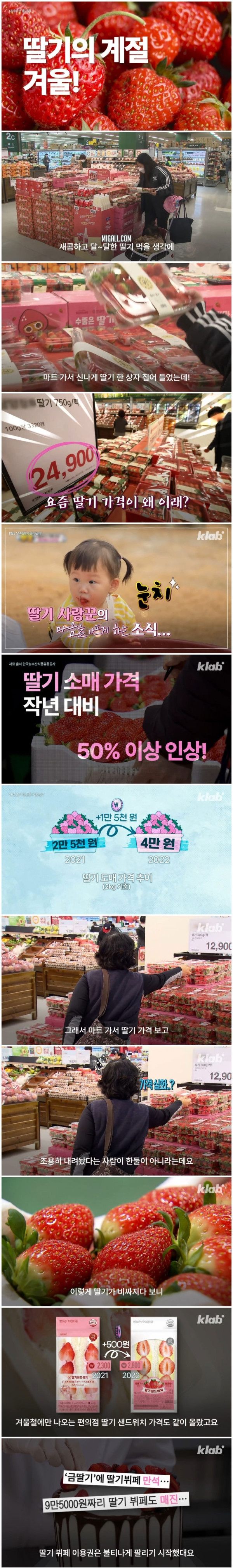 요즘 딸기가 금값이 된 이유