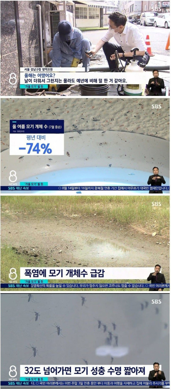 폭염으로 사라진 모기들...