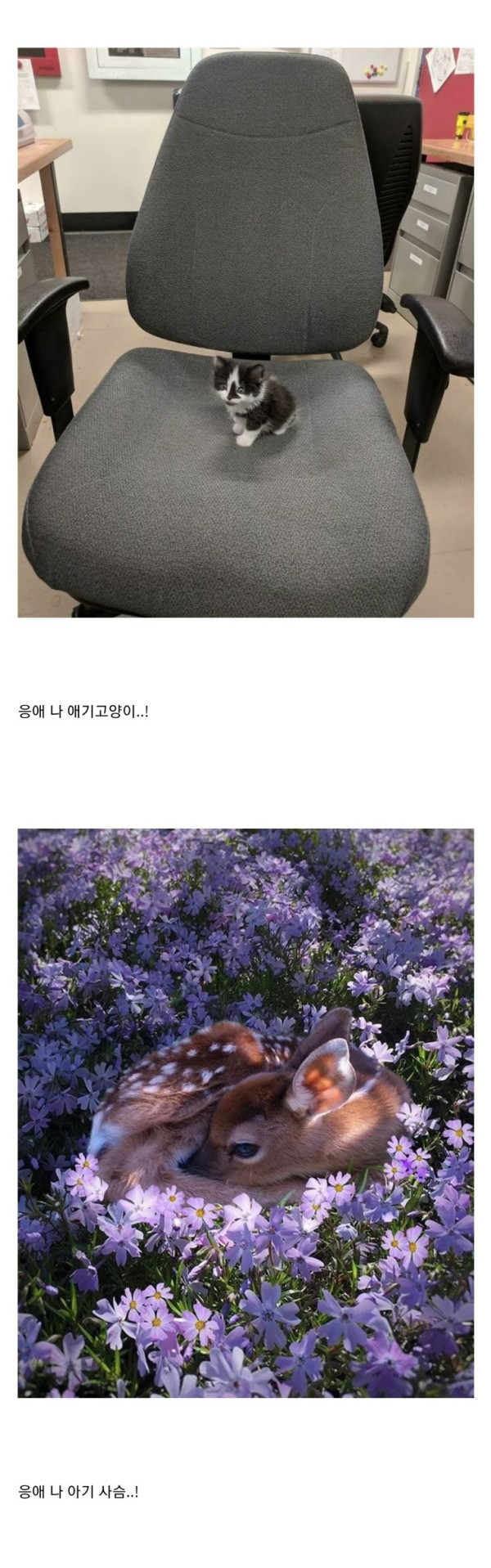 귀여운 아기동물들 모음