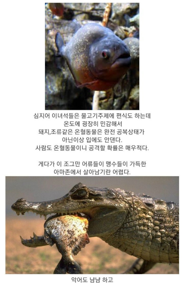 식인어 피라냐의 진실