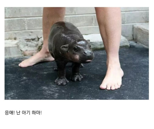 귀여운 아기동물들 모음