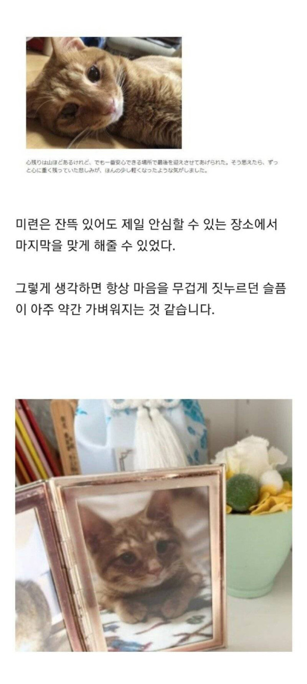 동물들은 죽음의 공포를 이해하지 못한다???
