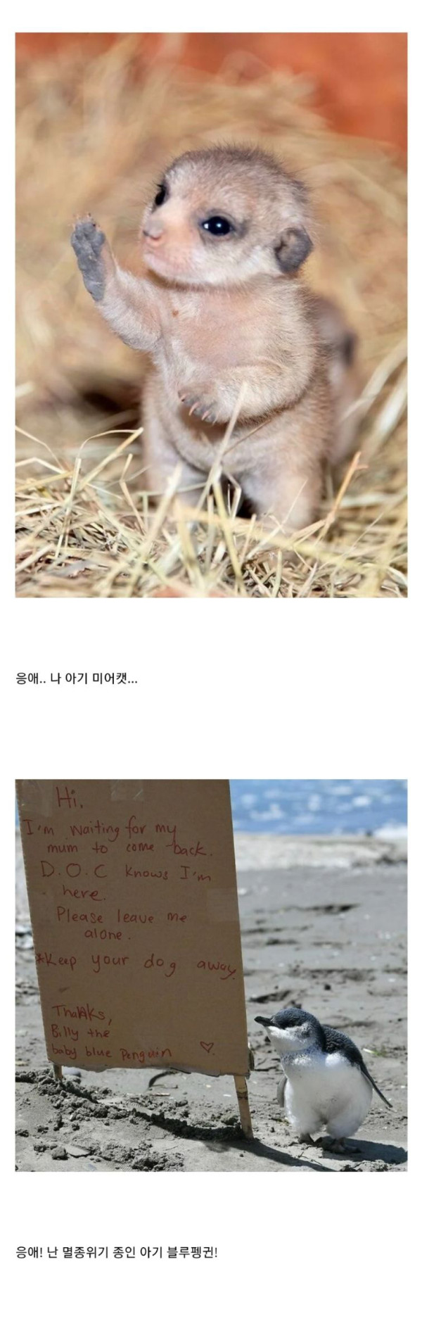 귀여운 아기동물들 모음