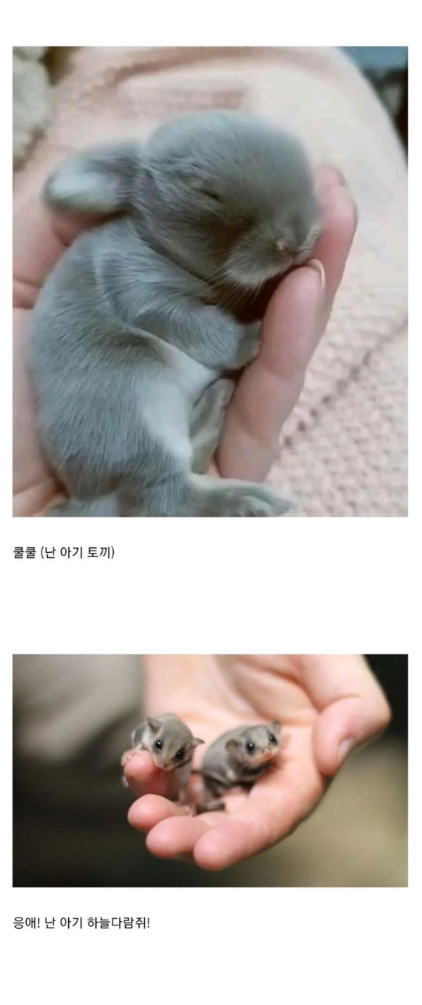 귀여운 아기동물들 모음