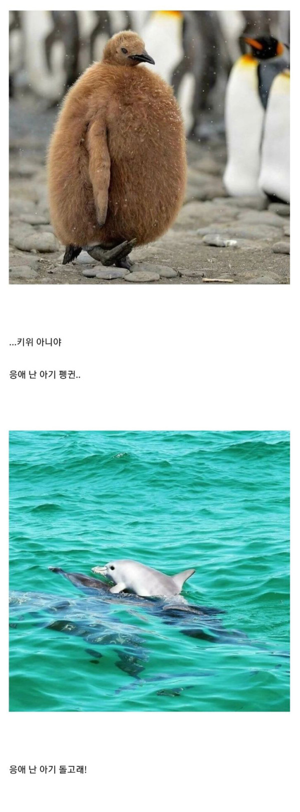 귀여운 아기동물들 모음