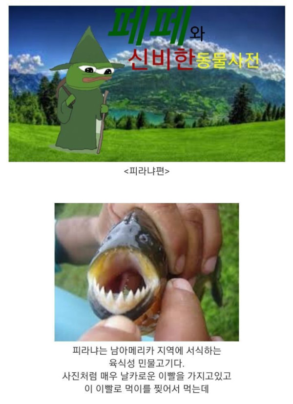 식인어 피라냐의 진실