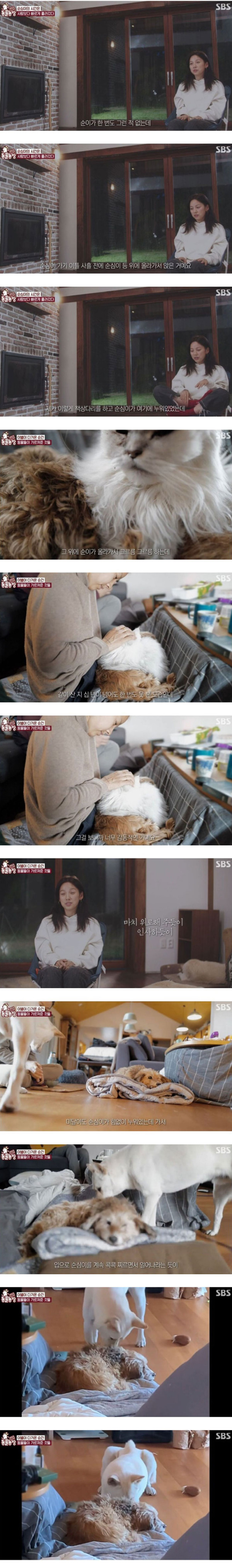 이효리 반려견 순심이가 죽기 전 다른 동물들이 보인 반응
