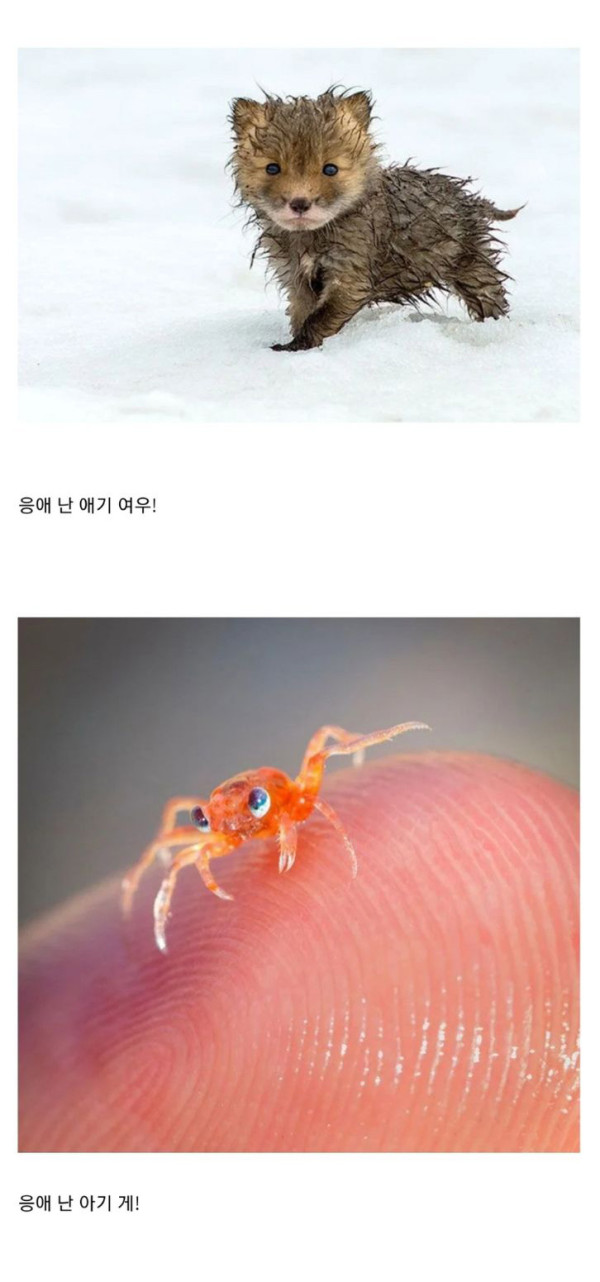 귀여운 아기동물들 모음