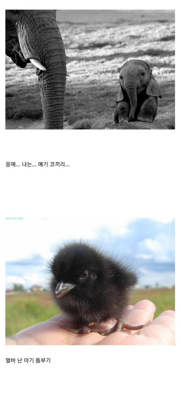 귀여운 아기동물들 모음