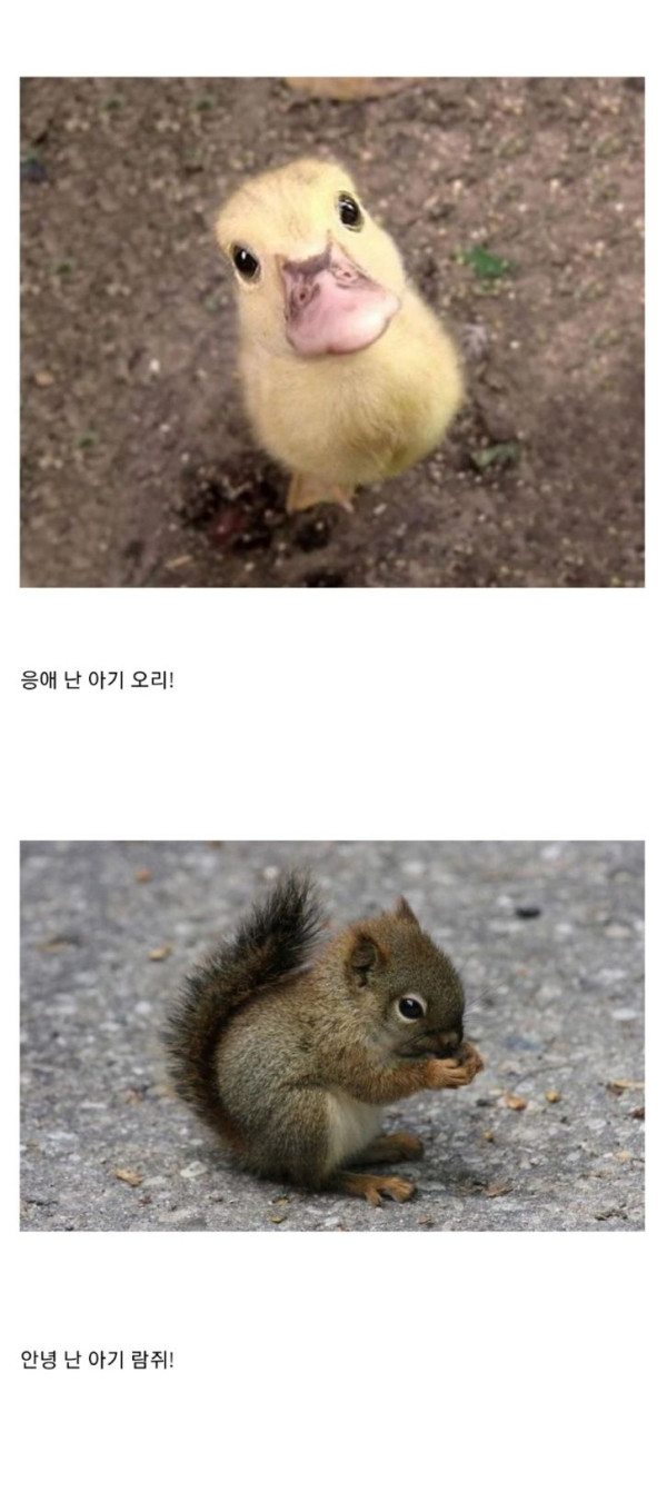 귀여운 아기동물들 모음