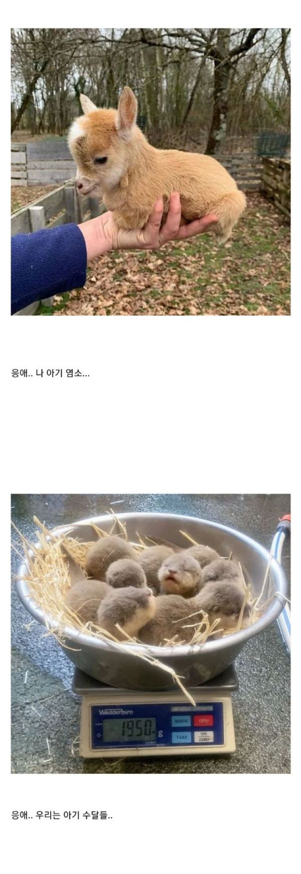 귀여운 아기동물들 모음