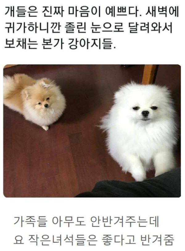 반려동물 키우는 이유