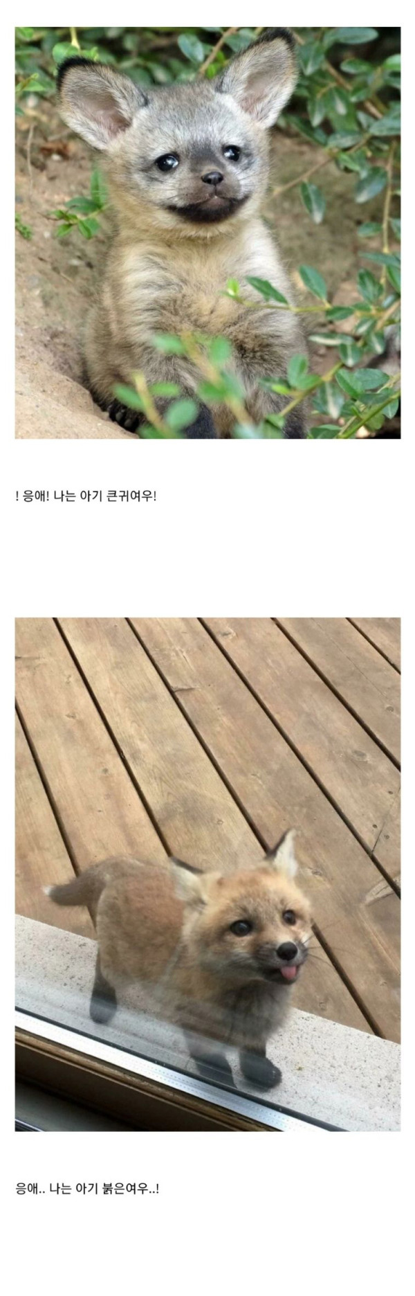 귀여운 아기동물들 모음