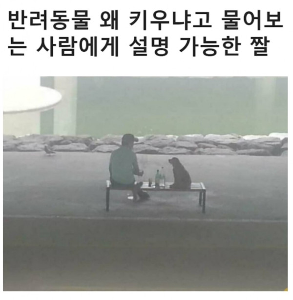 반려동물 키우는 이유