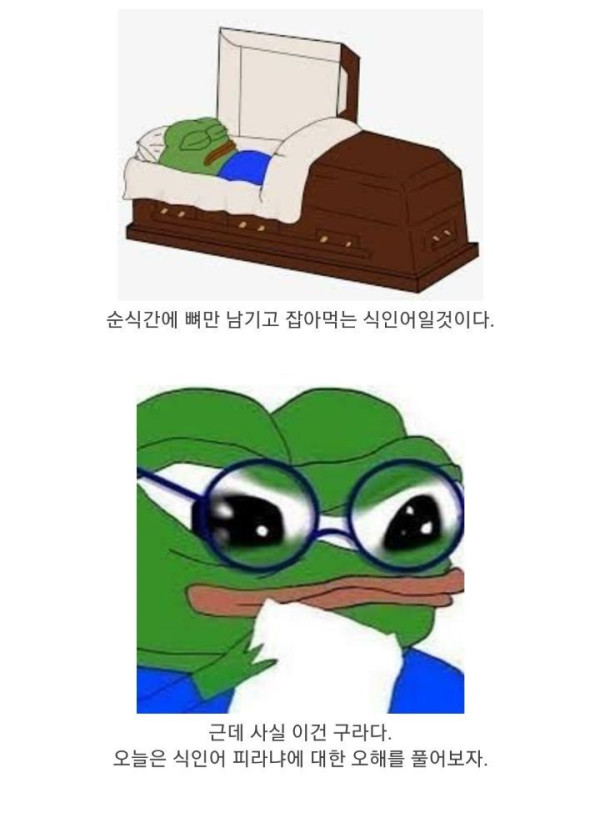 식인어 피라냐의 진실