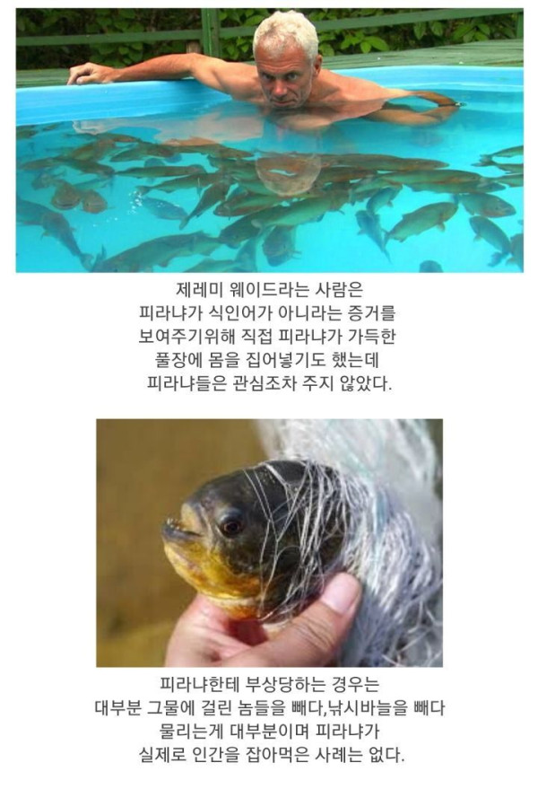식인어 피라냐의 진실