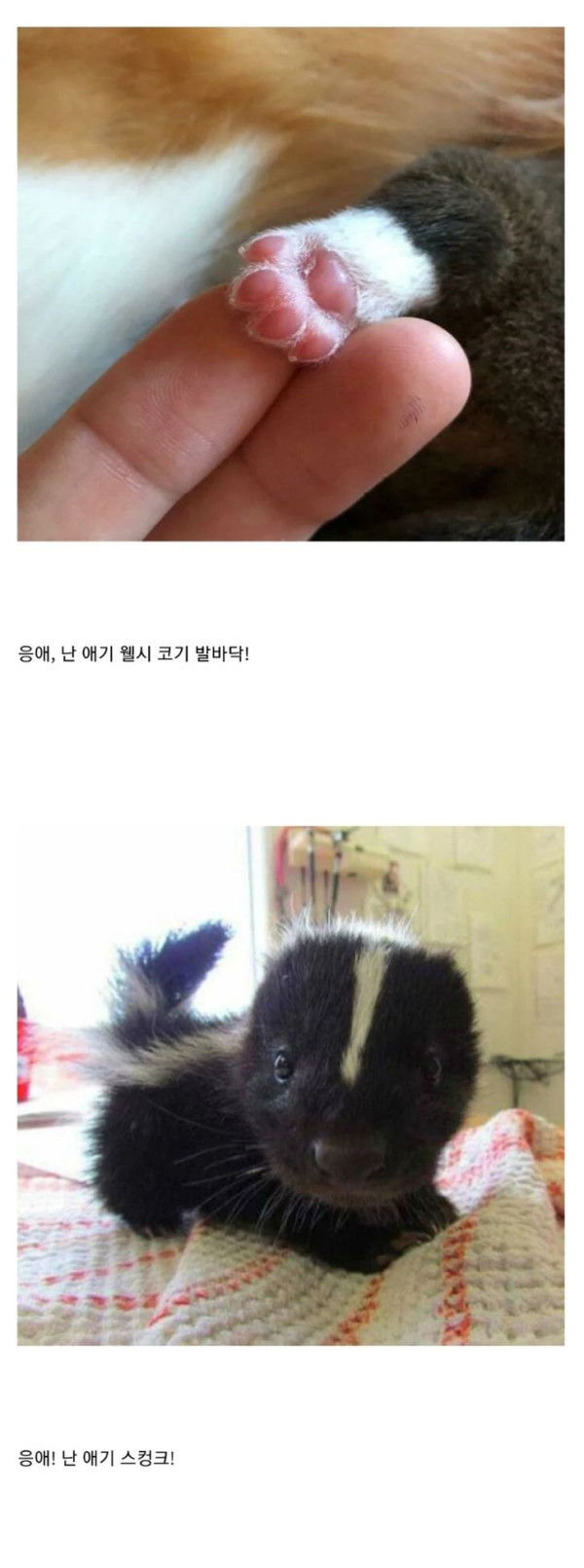 귀여운 아기동물들 모음