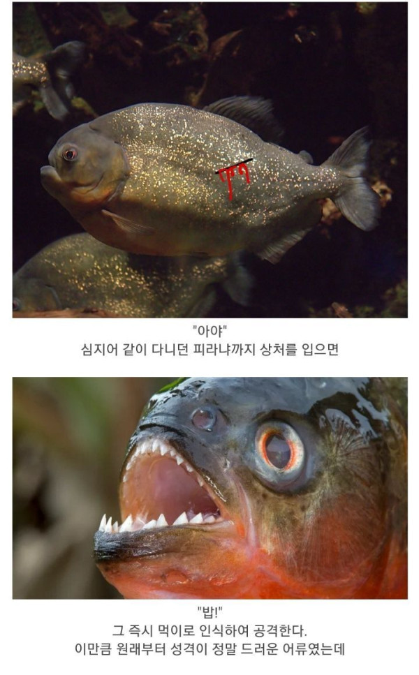 식인어 피라냐의 진실