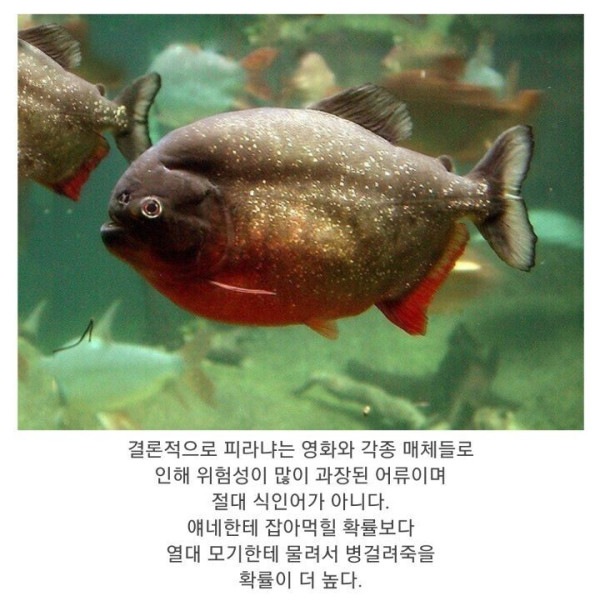 식인어 피라냐의 진실
