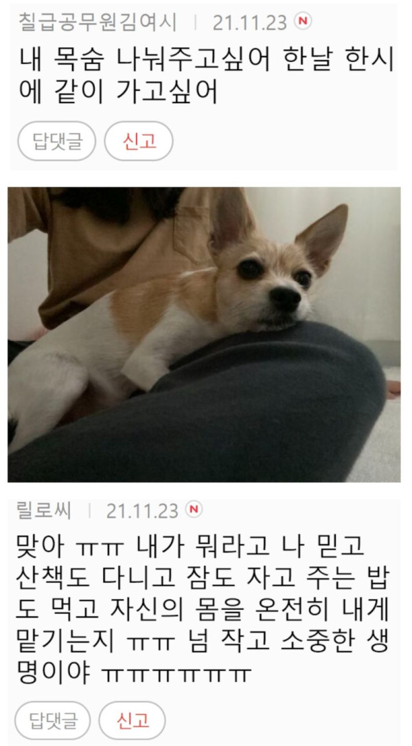 반려동물 키우는 이유